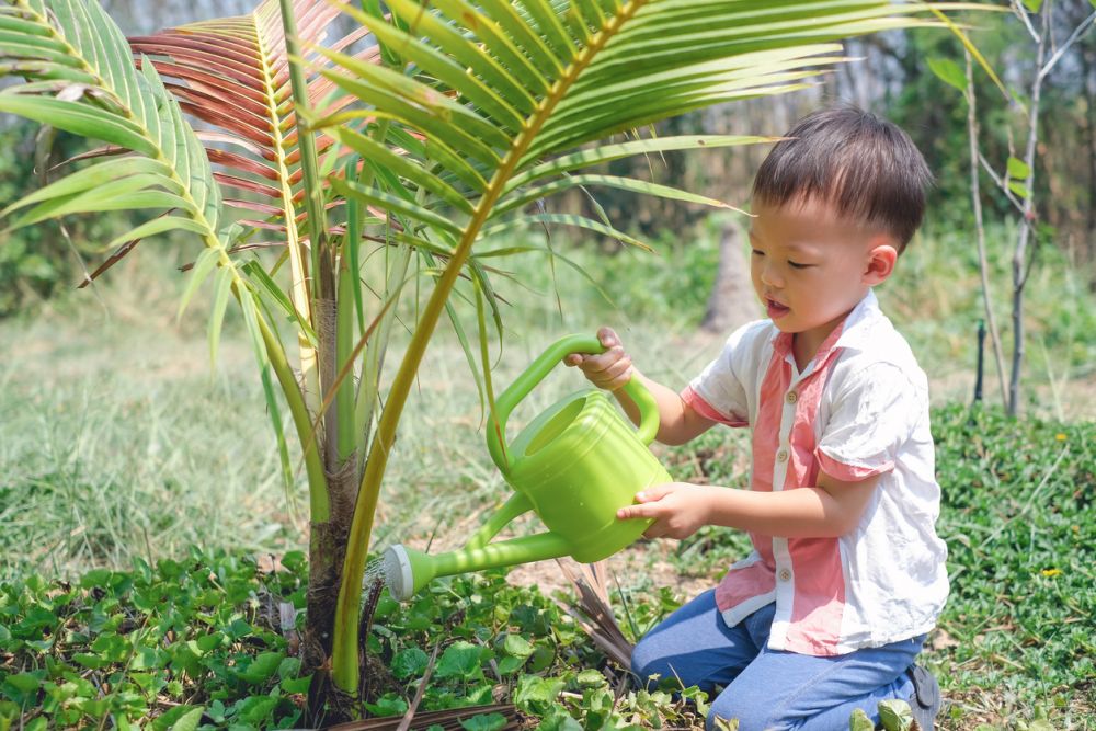 The use of senseluto for soil testing is used to water a coconut tree by a child